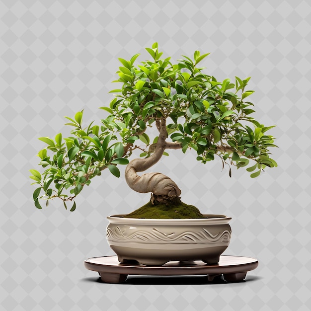 PSD png serissa bonsai pot de poterie petites feuilles concept de sérénité zen décor d'arbres divers transparents