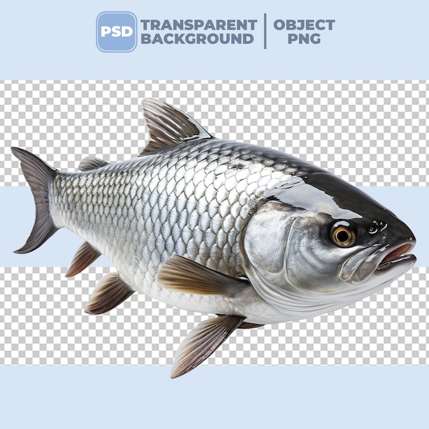 PNG Silberkarpfenfisch durchsichtiger Hintergrund PSD.