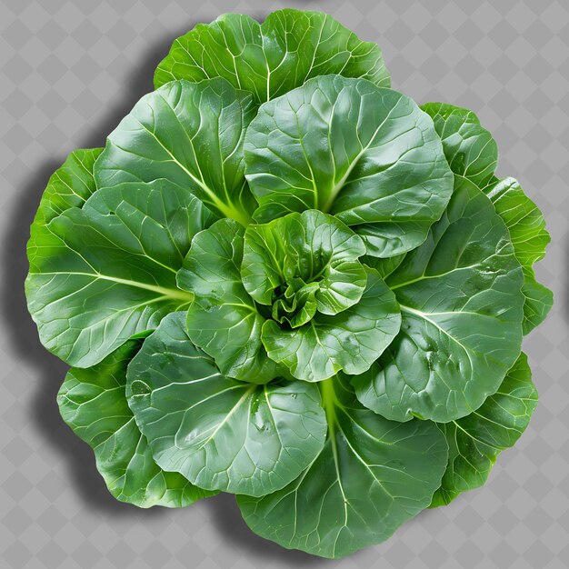 Png Tatsoi Légume à Feuilles Rondes Caractérisé Par Son Légume Noir Isolé Propre Et Frais