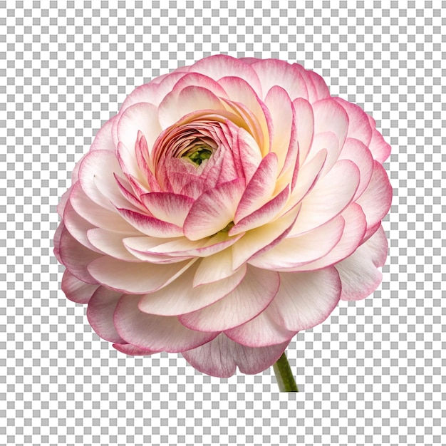 png transparente