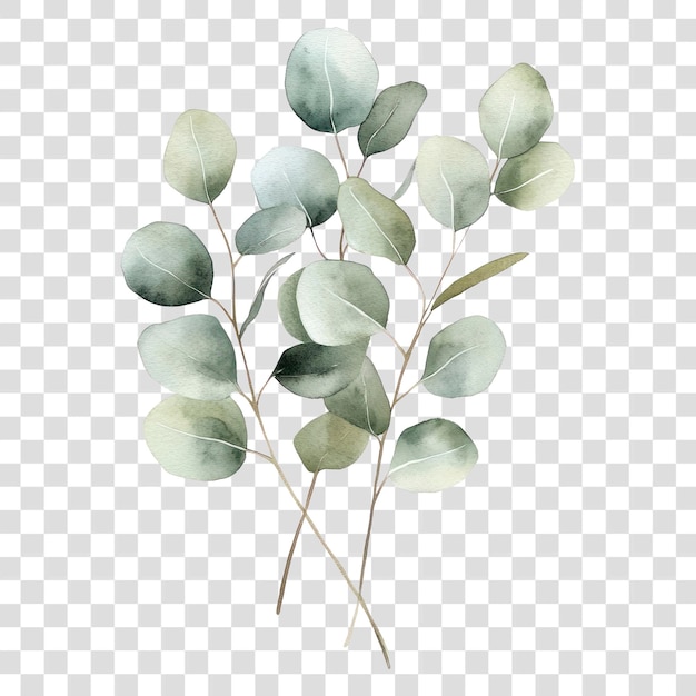 PNG Trockene Eukalyptusblätter Blattkunst Illustration