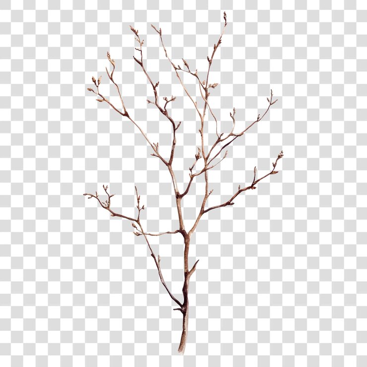 PSD png trockene zweige kunst illustration baum