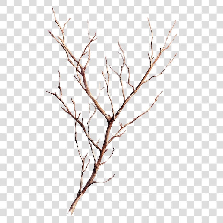 PSD png trockene zweige kunst illustration baum