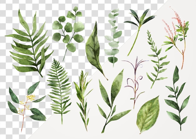 PNG-Wasserfarbblätter Aufkleber Natur-Collage-Element auf durchsichtigem Hintergrund