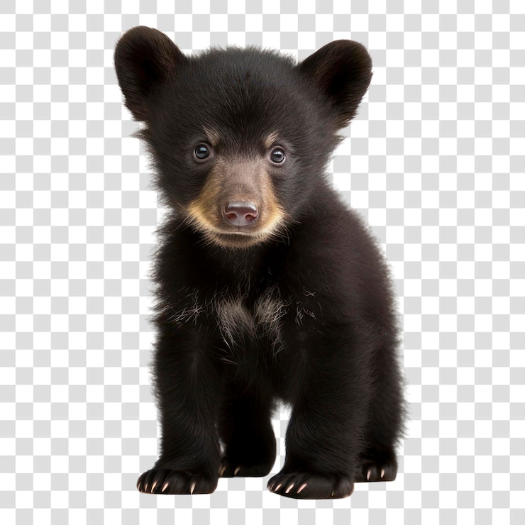 PSD png wildlife mammal animal bear