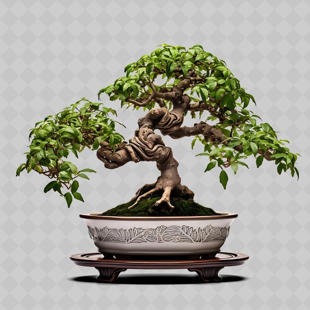 PSD png zelkova bonsai baum keramik topf gezackte blätter majestätisch die durchsichtige vielfältige bäume dekor