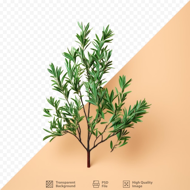 PSD podocarpus costalis également appelé arius est une espèce de conifère de la famille des podocarpaceae originaire des philippines et de taiwan.