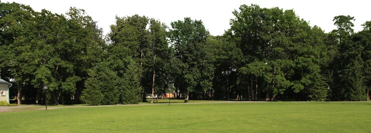 PSD pohon alami dan lanskap taman dengan padang rumput terbuka dan pemandangan pedesaan