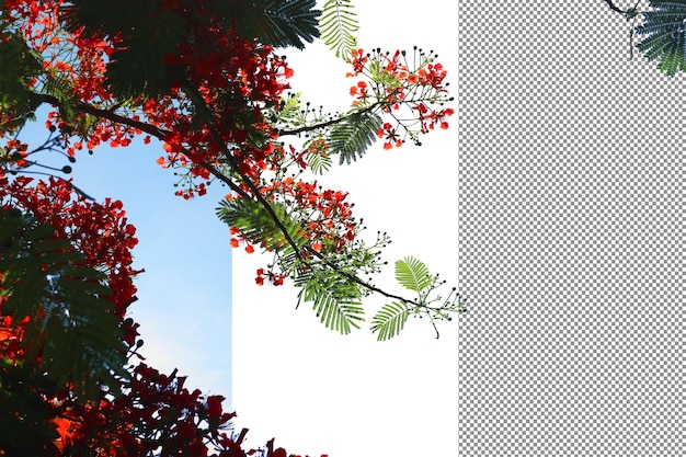 Poinciana blüht isoliert auf transparentem Hintergrund