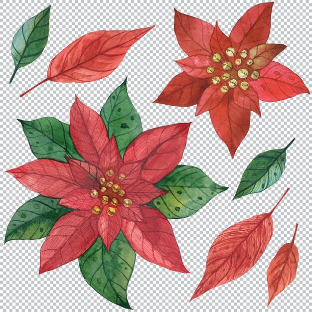 PSD poinsétia vermelha e verde. ilustrações decorativas de aquarela florais de natal.