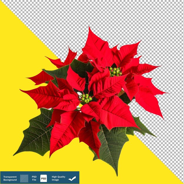 Poinsettia en fondo blanco ilustración en fondo transparente png psd