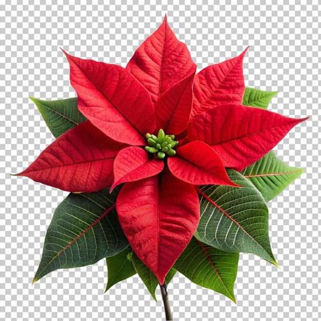 PSD poinsettias le jour de noël sur un fond transparent