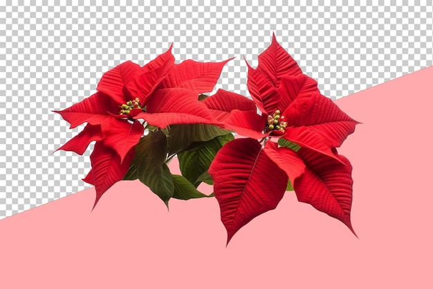 PSD poinsettias de navidad. objeto aislado