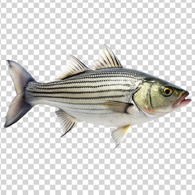 PSD poisson de bar frais isolé sur fond transparent poisson avec voie de coupe