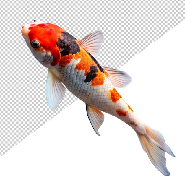 PSD poisson carpe koi sur un fond transparent