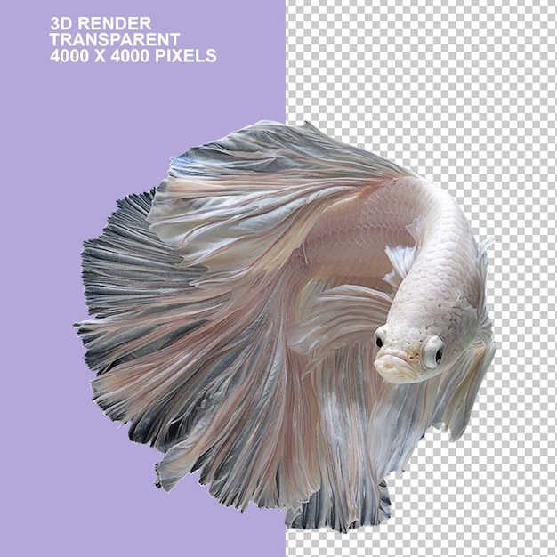 PSD poisson de combat siamois kuhli loach aquarium poisson à nageoires animaux à queue longue finsacqurium embellissant
