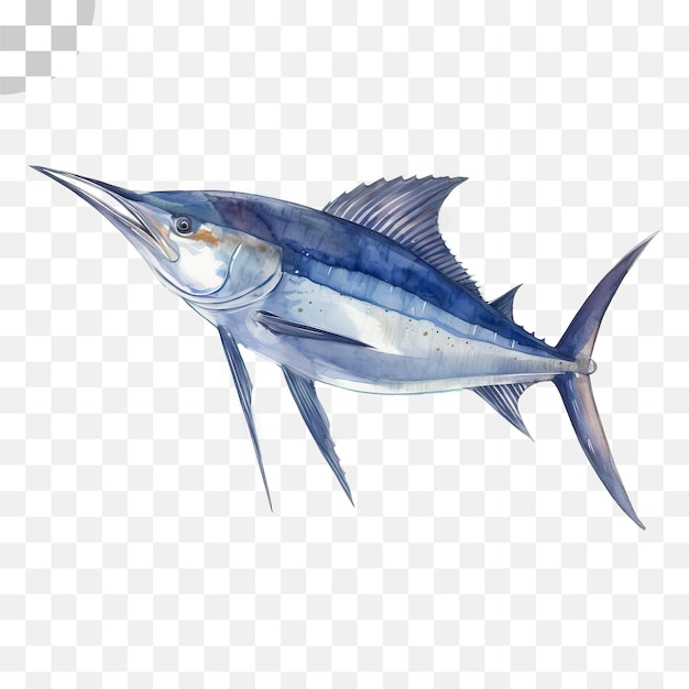 PSD un poisson marlin bleu - poisson marlin bleu png, png transparent