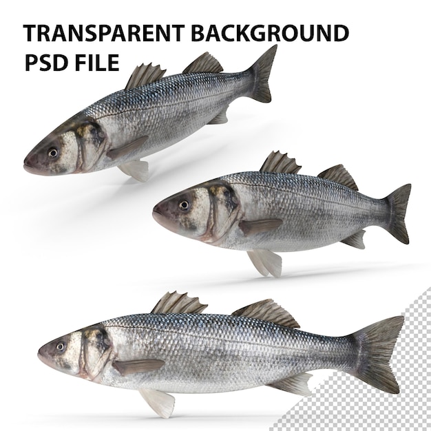 Poisson de mer PNG
