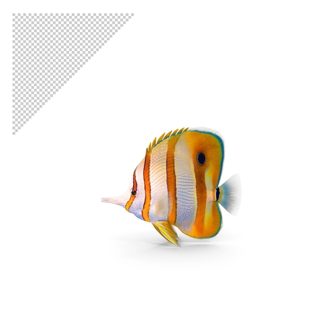 PSD poisson papillon png