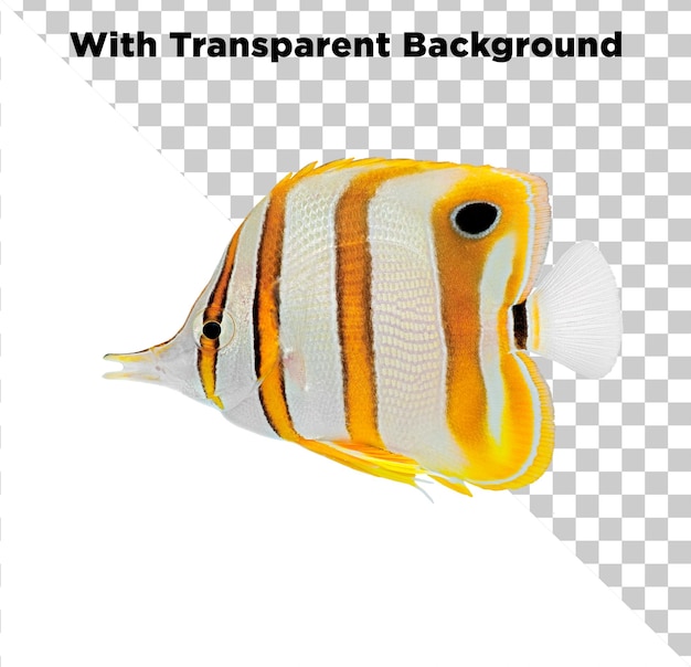 Poisson papillon rayé