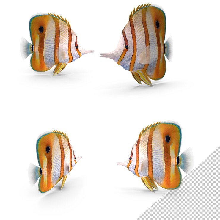 PSD poisson papillon