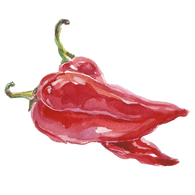 PSD poivre peint à l'aquarelle élément de conception d'aliments frais dessinés à la main isolé sur fond blanc