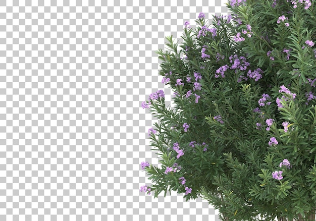 Pole květin na transparentním pozadí, 3D renderování ilustrace