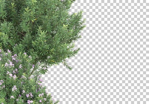Pole květin na transparentním pozadí, 3D renderování ilustrace
