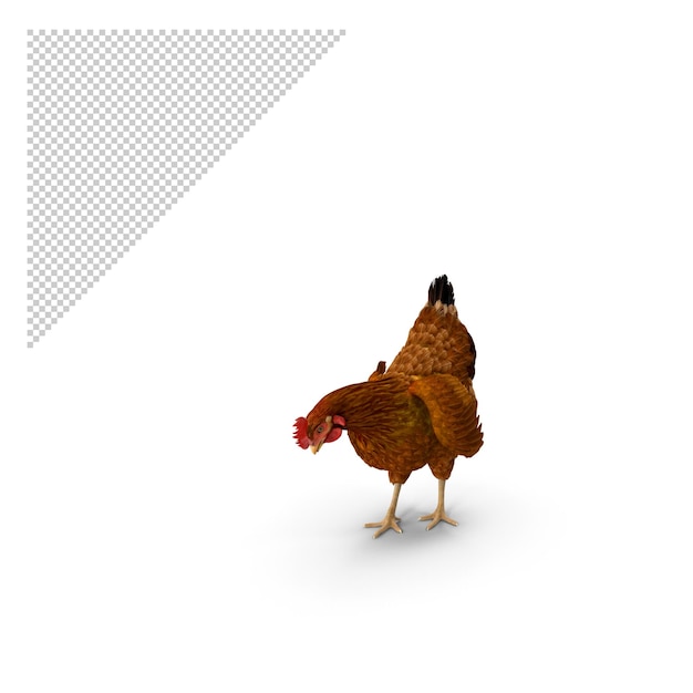 pollo marrón PNG