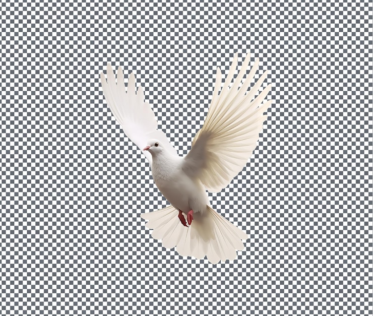 PSD pomba cute fly isolada em fundo transparente