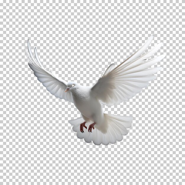 PSD pombo branco isolado em fundo transparente.