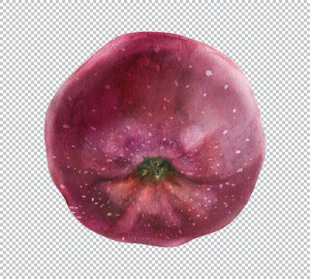 Pomme Rouge. Illustration Aquarelle Botanique