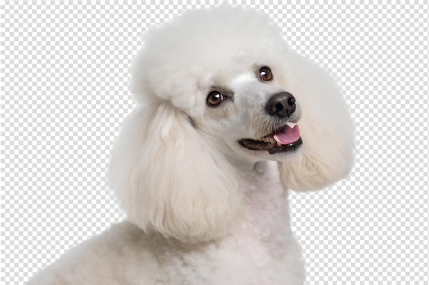Poodle branco adorável com pelagem fofa e encaracolada isolada no fundo transparente