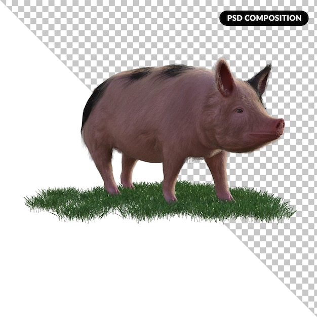 PSD porco em uma grama isolada 3d