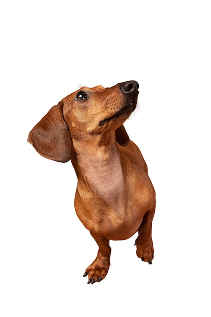Portrait de chien mignon isolé