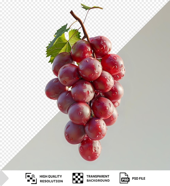 PSD un portrait d'une grappe de raisin rouge accrochée à une branche png