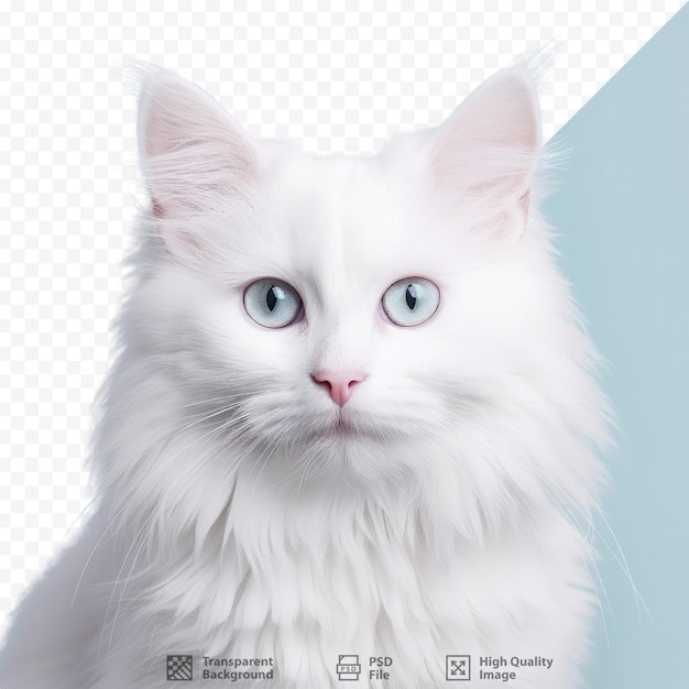 Portrait En Gros Plan D'un Chaton D'angora Turc Avec Des Yeux Uniques Et Une Longue Moustache Isolée Sur Un Bel Arrière-plan Animal Domestique Drôle Avec Un Espace De Copie Pour Le Texte