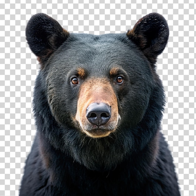 PSD un portrait d'ours noir sur un fond transparent