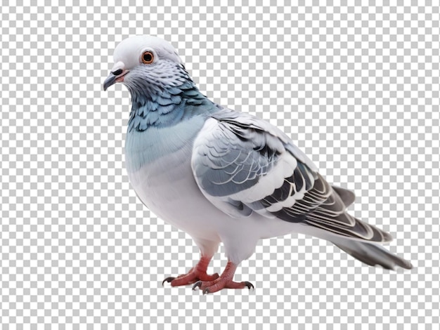 Un Portrait D'un Pigeon Sur Un Fond Transparent