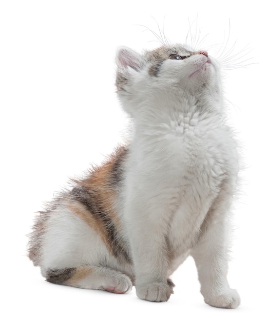 Des portraits gracieux de chats et des poses ludiques pour les amoureux des chats et les amateurs d'animaux de compagnie