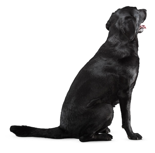 Des portraits et des poses de chiens charmants pour les amateurs d'animaux de compagnie et les amoureux des animaux