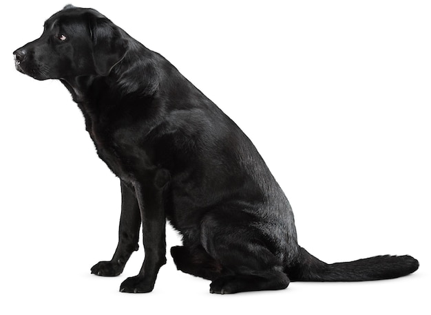 Des portraits et des poses de chiens charmants pour les amateurs d'animaux de compagnie et les amoureux des animaux