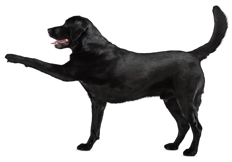 PSD des portraits et des poses de chiens charmants pour les amateurs d'animaux de compagnie et les amoureux des animaux