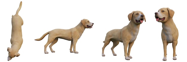 Posen des Labrador Retrievers