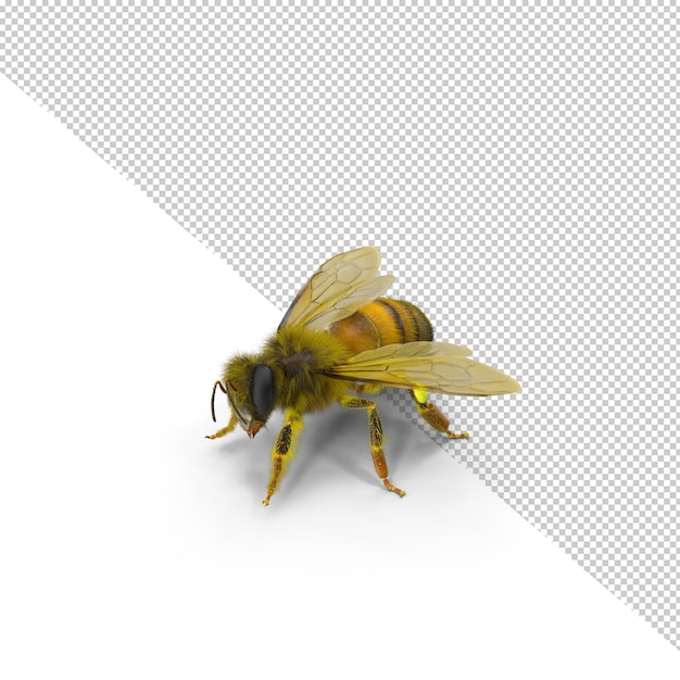 Posture Abeille Png