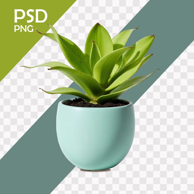 Pot de plantas PSD com fundo isolado Png