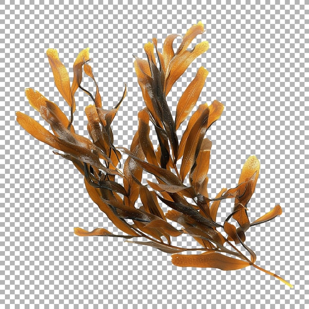 Potamogeton lucens Planta sobre un fondo transparente generado por Ai