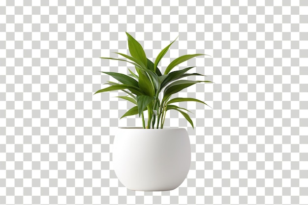 PSD potes de plantas 3d realistas