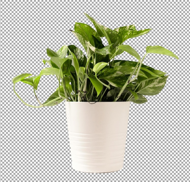 Le Pothos doré, une nature verdoyante sur un fond transparent