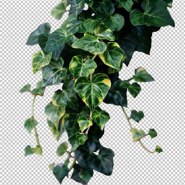 PSD pothos dourados